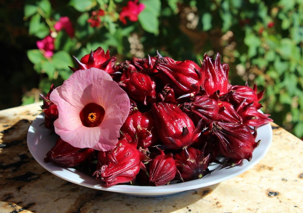 Trà hoa Atiso đỏ sấy khô VINASẤY  hương vị khó quên  SETECH VN